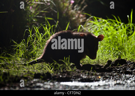 Virginia opossum di notte in Texas Foto Stock