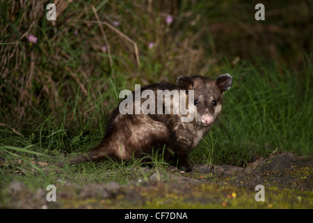 Virginia opossum di notte in Texas Foto Stock