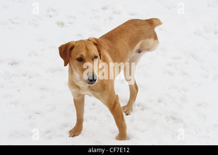 Un Cane su tre zampe in piedi nella neve. Foto Stock