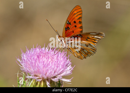 Gulf Fritillary o passione Butterfly (Agraulis vanillae) alimentazione su Thistle. Foto Stock