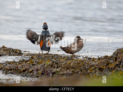 Arlecchino anatre preening, alimentazione e poggiante su rocce costiere, British Columbia Canada.SCO 8070 Foto Stock