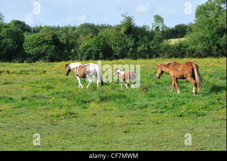 Tre cavalli in un bellissimo prato in un pomeriggio d'estate. Foto Stock