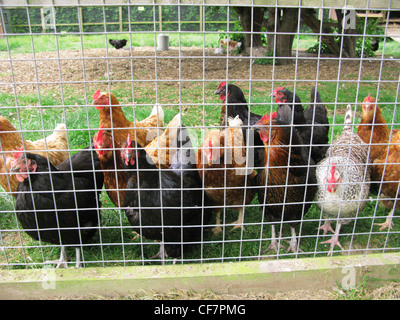 Curioso polli ruspanti in roaming su di una azienda agricola biologica Foto Stock