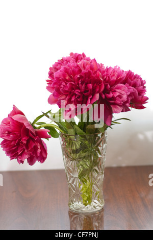 Vaso con fiori aster isolato su un bianco Foto Stock