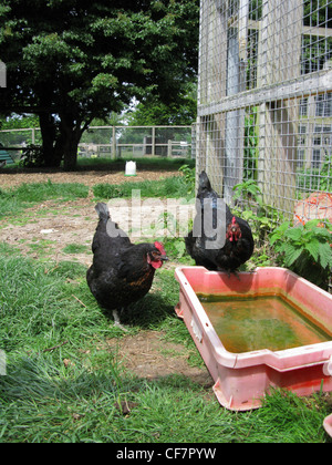 Curioso polli ruspanti in roaming su di una azienda agricola biologica Foto Stock