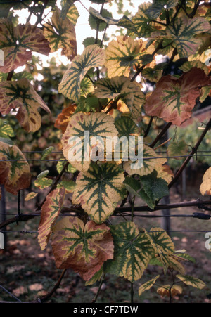 Foglie di vite cambiando colore in un vigneto in inglese Foto Stock