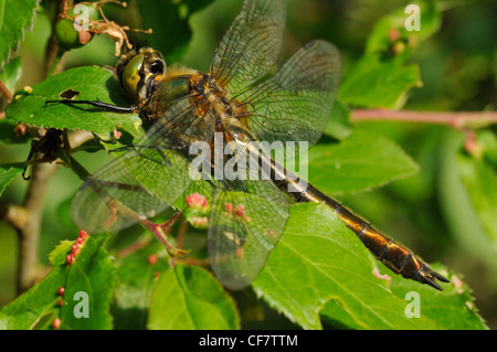 Roverella Libellula Smeraldo - Cordulia aenea femmina Foto Stock