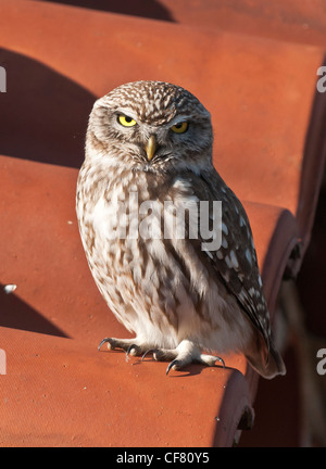 Una Civetta (Athene noctua), del Mani, del Peloponneso sud della Grecia. Foto Stock