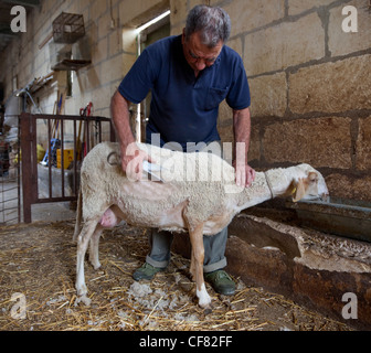 Un agricoltore taglia il pelo di una pecora durante una giornata presso una pecora-farm come parte di una esperienza di fattoria a Gozo, Malta. Foto Stock