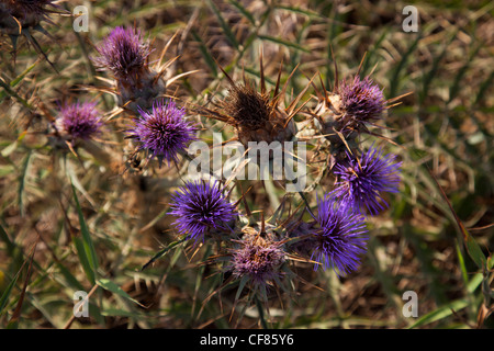 Gli asparagi selvatici in fiore in Gozo in giugno. Foto Stock