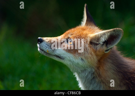 Red Fox, British Centro faunistico, UK (prigioniero) Foto Stock