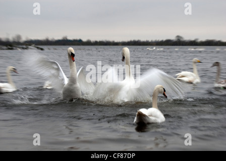 Cigni combattimenti, WWT Welney Wetland Centre, Regno Unito Foto Stock