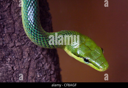 Rosso Verde codato Biacco (gonyosoma oxycephalum) Foto Stock