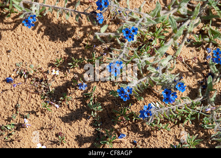 Wild Alkanet fiori (Alkanna tinctoria) AKA Dyer's Alkanet, Dyer's Bugloss. Foto Stock