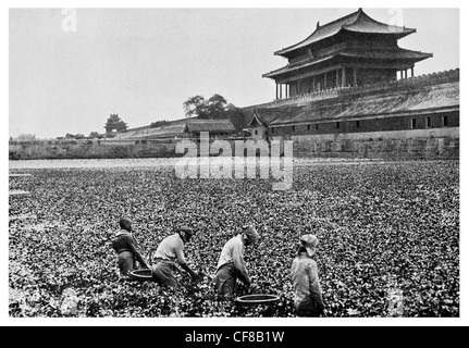 La Città Proibita di Pechino Pechino1927 Fiore di loto del Buddha Foto Stock