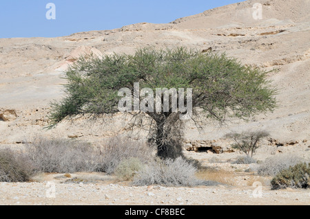 Israele, Arava, la Umbrella Thorn Acacia, (Acacia tortilis) Foto Stock