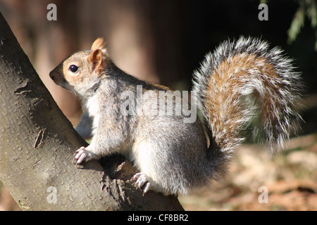 Scoiattolo grigio in Hyde Park Londra Foto Stock