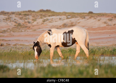 Il mustang selvatici a waterhole in Wyoming Foto Stock