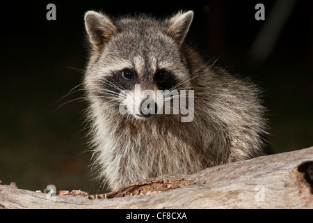 Raccoon di notte in Texas Foto Stock