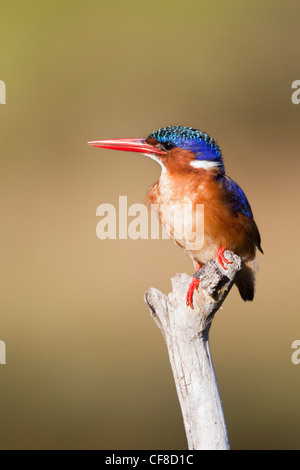 Malachite Kingfisher, Alcedo cristata, Intaka Island, Cape Town, Sud Africa Foto Stock