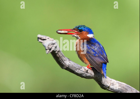 Malachite Kingfisher, Alcedo cristata, con pesce, Intaka Island, Cape Town, Sud Africa Foto Stock