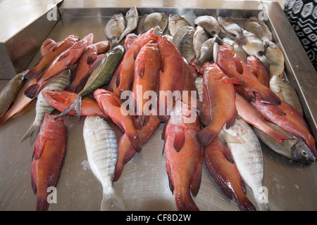 Sal Rei Boa Vista Capo Verde selezione di pesce fresco pescato in vendita in Municipal mercato del pesce pescato dai pescatori locali Foto Stock