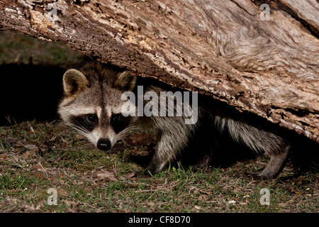 Raccoon di notte in Texas Foto Stock