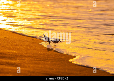 Sanderlings-'Hunakai' in lingua hawaiana (Calidris alba), Spiaggia di Polihale, Kauai, Hawaii Foto Stock