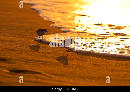 Sanderlings-'Hunakai' in lingua hawaiana (Calidris alba), Spiaggia di Polihale, Kauai, Hawaii Foto Stock