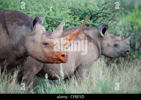 Il rinoceronte nero con vitello, Diceros simum, Northern Cape, Sud Africa Foto Stock