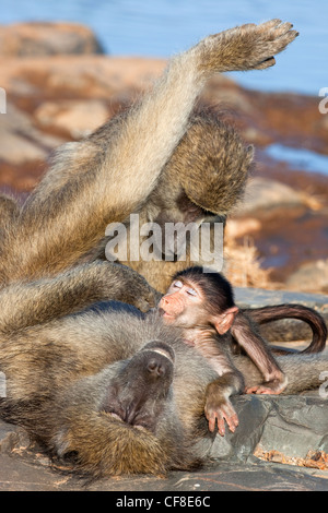Chacma babbuini, Papio cynocephalus ursinus, toelettatura con il lattante baby, Kruger National Park, Sud Africa, Foto Stock