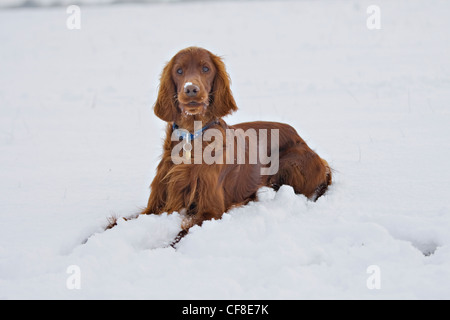 Irlandese Setter rosso recante nella neve Foto Stock