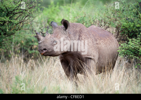 Il rinoceronte nero di vitello, Diceros simum, Northern Cape, Sud Africa Foto Stock