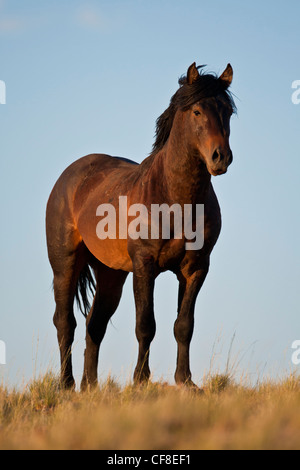 Il mustang selvatici sulla cresta con cielo blu sullo sfondo Foto Stock