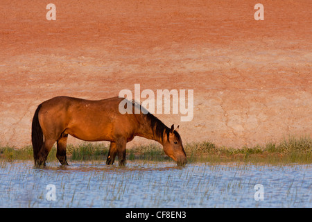 Il mustang selvatici a waterhole in Wyoming Foto Stock