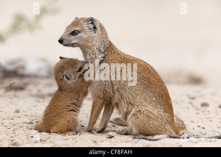 La mangusta gialla, Cynictis penicillata, con giovani, Kgalagadi Parco transfrontaliero, Sud Africa Foto Stock