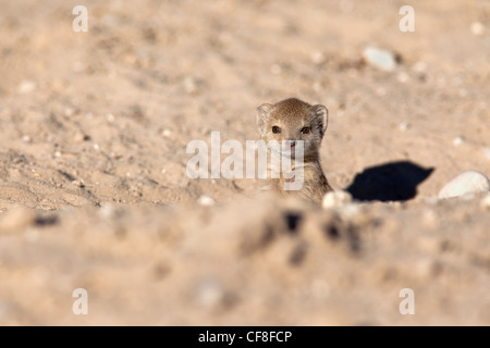 La mangusta gialla baby, Cynictis penicillata, Kgalagadi Parco transfrontaliero, Sud Africa Foto Stock