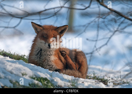 RED FOX Vulpes vulpes IN NEVE. Foto Stock