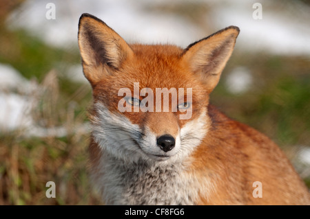 Ritratto di una volpe rossa, Vulpes vulpes Foto Stock