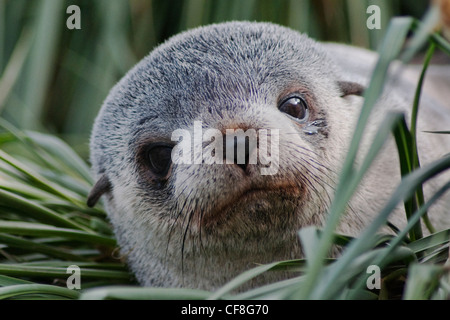 Antartico pelliccia sigillo pup, Arctocephalus gazella, ritratto, Georgia del Sud e Oceano Atlantico. Foto Stock