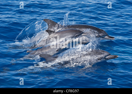 Delfino macchiato atlantico (gruppo Stenella frontalis) due Coppia femmine adulte e due bambini animali. Azzorre, Oceano Atlantico Foto Stock