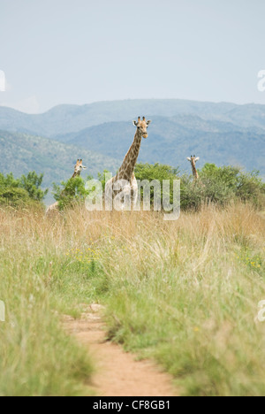 Su safari nel Parco Nazionale di Pilanesberg in Sud Africa Foto Stock