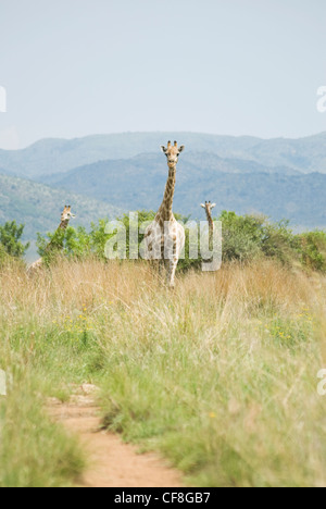 Su safari nel Parco Nazionale di Pilanesberg in Sud Africa Foto Stock