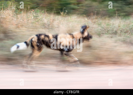 African wild dog, Lycaon pictus, caccia, Kruger National Park, Sud Africa Foto Stock