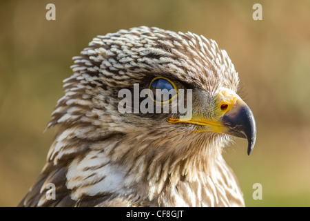 Un Lanner Falcon sondaggi della zona Foto Stock