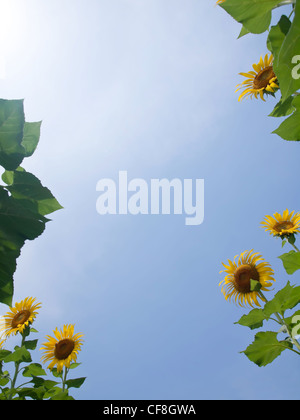 Cornice naturale di girasoli con foglie contro il cielo blu con sole a guardare in alto vista dal suolo Foto Stock