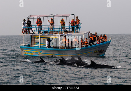 Turismo a bordo di una barca turistica guardando un gruppo di delfini nell'oceano Indiano al largo delle coste del sud dello Sri Lanka. Foto Stock