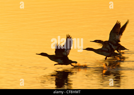 Red-breasted mergansers ((Mergus serrator) prendendo il largo. Foto Stock