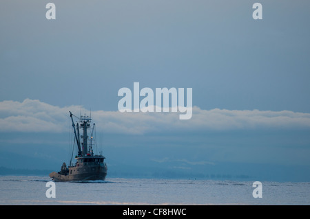 La pesca delle aringhe barche lavorando la Georgia diritta, l'isola di Vancouver. BC Canada. SCO 8079 Foto Stock