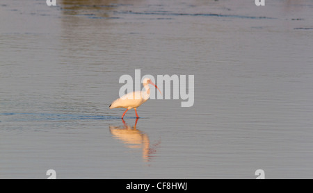Bianco (ibis Eudocimus albus) guadare in piane di marea, Ding Darling Wildlife Refuge, Florida. Foto Stock
